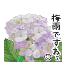 初夏の紫陽花の花 敬語/挨拶（個別スタンプ：8）