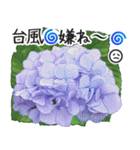 初夏の紫陽花の花 敬語/挨拶（個別スタンプ：9）