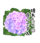 初夏の紫陽花の花 敬語/挨拶（個別スタンプ：16）