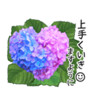 初夏の紫陽花の花 敬語/挨拶（個別スタンプ：17）