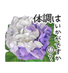 初夏の紫陽花の花 敬語/挨拶（個別スタンプ：18）