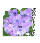 初夏の紫陽花の花 敬語/挨拶（個別スタンプ：22）