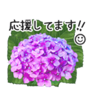 初夏の紫陽花の花 敬語/挨拶（個別スタンプ：23）