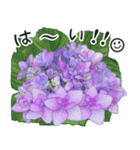 初夏の紫陽花の花 敬語/挨拶（個別スタンプ：25）