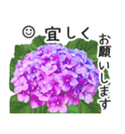 初夏の紫陽花の花 敬語/挨拶（個別スタンプ：28）