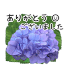 初夏の紫陽花の花 敬語/挨拶（個別スタンプ：33）