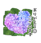 初夏の紫陽花の花 敬語/挨拶（個別スタンプ：34）