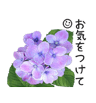 初夏の紫陽花の花 敬語/挨拶（個別スタンプ：36）