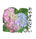 初夏の紫陽花の花 敬語/挨拶（個別スタンプ：38）