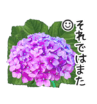 初夏の紫陽花の花 敬語/挨拶（個別スタンプ：39）