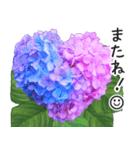 初夏の紫陽花の花 敬語/挨拶（個別スタンプ：40）