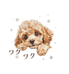 夏に使えるトイプードル子犬のスタンプ（個別スタンプ：28）