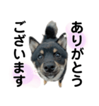 柴犬のみかんとかぼす。（個別スタンプ：27）