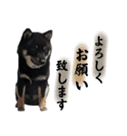 柴犬のみかんとかぼす。（個別スタンプ：38）