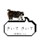 野良猫歌舞伎にゃんスタンプ（個別スタンプ：17）