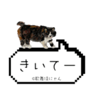 野良猫歌舞伎にゃんスタンプ（個別スタンプ：18）