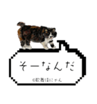 野良猫歌舞伎にゃんスタンプ（個別スタンプ：19）