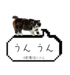 野良猫歌舞伎にゃんスタンプ（個別スタンプ：21）