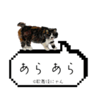 野良猫歌舞伎にゃんスタンプ（個別スタンプ：23）