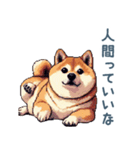 柴犬の言い訳【面白い・犬・煽り】（個別スタンプ：22）