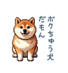 柴犬の言い訳【面白い・犬・煽り】（個別スタンプ：29）