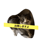西本さんちのマヨ（個別スタンプ：3）