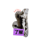 西本さんちのマヨ（個別スタンプ：5）