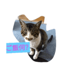 西本さんちのマヨ（個別スタンプ：9）