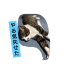 西本さんちのマヨ（個別スタンプ：12）