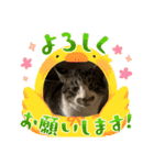 西本さんちのマヨ（個別スタンプ：16）
