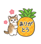 夏・毎日☆猫たちのスタンプ（個別スタンプ：6）