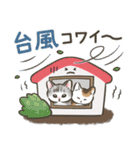 夏・毎日☆猫たちのスタンプ（個別スタンプ：29）