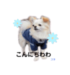 ♡挨拶上手なコタローくん♡（個別スタンプ：1）
