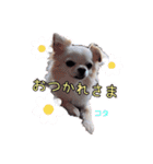 ♡挨拶上手なコタローくん♡（個別スタンプ：3）