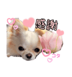 ♡挨拶上手なコタローくん♡（個別スタンプ：4）
