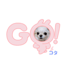 ♡挨拶上手なコタローくん♡（個別スタンプ：6）