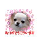 ♡挨拶上手なコタローくん♡（個別スタンプ：8）