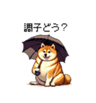 雨模様なふとっちょ柴犬 絵文字（個別スタンプ：23）