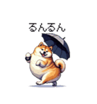 雨模様なふとっちょ柴犬 絵文字（個別スタンプ：24）