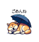 雨模様なふとっちょ柴犬 絵文字（個別スタンプ：26）