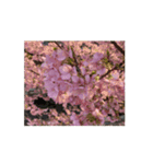 【動く】日本の桜（個別スタンプ：1）