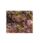 【動く】日本の桜（個別スタンプ：3）