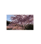 【動く】日本の桜（個別スタンプ：5）