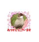 文鳥のブチョー2（個別スタンプ：7）