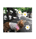くっくのスタンプの巻（個別スタンプ：26）