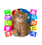 ねこまーち まるふわプリンス（個別スタンプ：1）