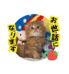 ねこまーち まるふわプリンス（個別スタンプ：2）