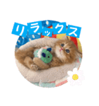 ねこまーち まるふわプリンス（個別スタンプ：7）