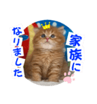 ねこまーち まるふわプリンス（個別スタンプ：8）