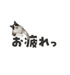 ねずみくんと愉快な仲間たち♪（個別スタンプ：11）
